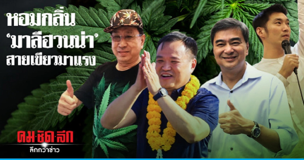 หอมกลิ่น 'มาลีฮวนน่า' สายเขียว"มาแรง หอมกลิ่น 'มาลีฮวนน่า' สายเขียว"มาแรง