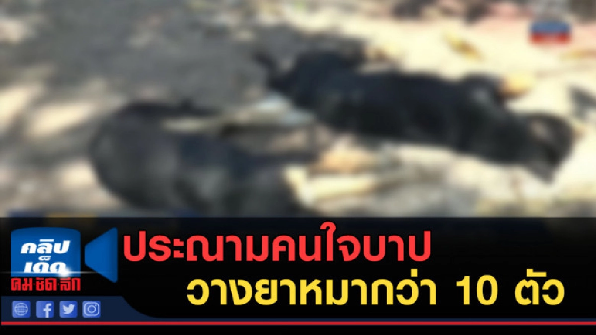 (คลิปข่าว) ประณามคนใจบาป วางยาหมากว่า 10 ตัว (คลิปข่าว) ประณามคนใจบาป วางยาหมากว่า 10 ตัว