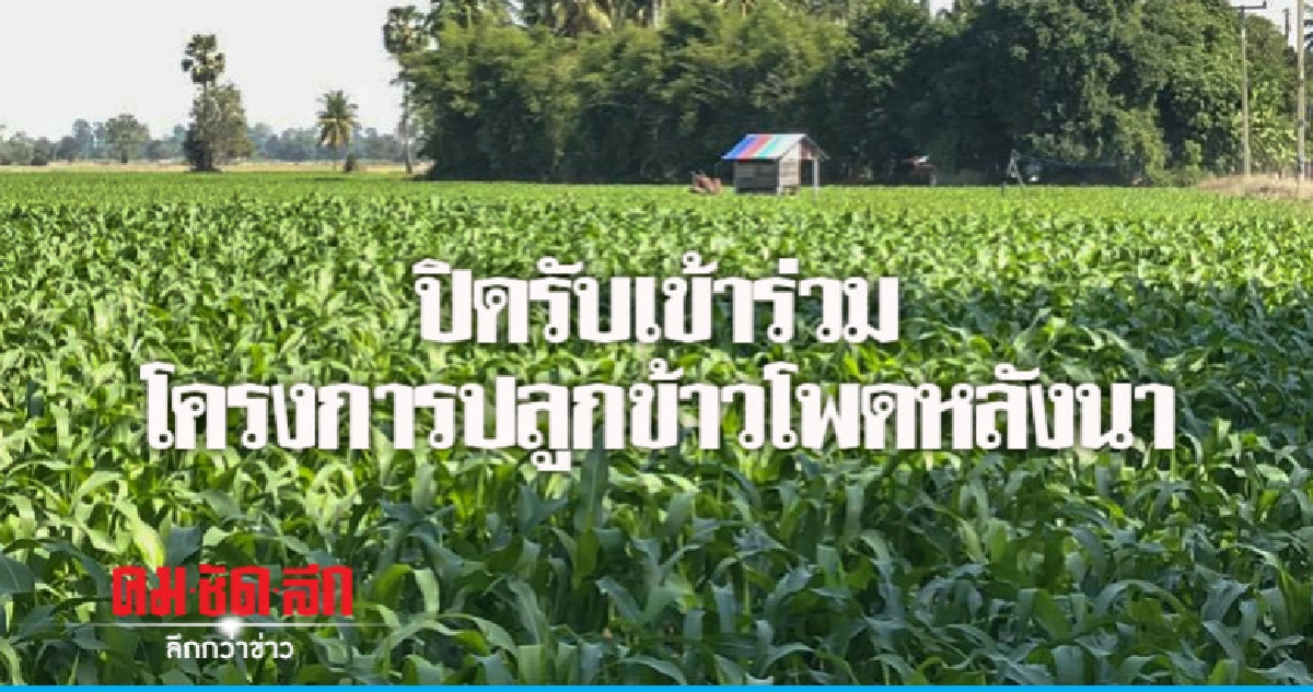 ปิดรับเข้าร่วมโครงการข้าวโพดเลี้ยงสัตว์หลังฤดูทำนา