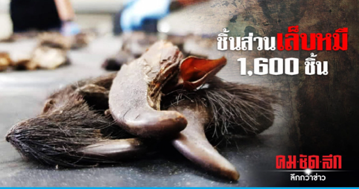 รวบแก๊งค้าสัตว์ป่าข้ามชาติ สลดพบชิ้นส่วนเล็บหมี 1,600 ชิ้น