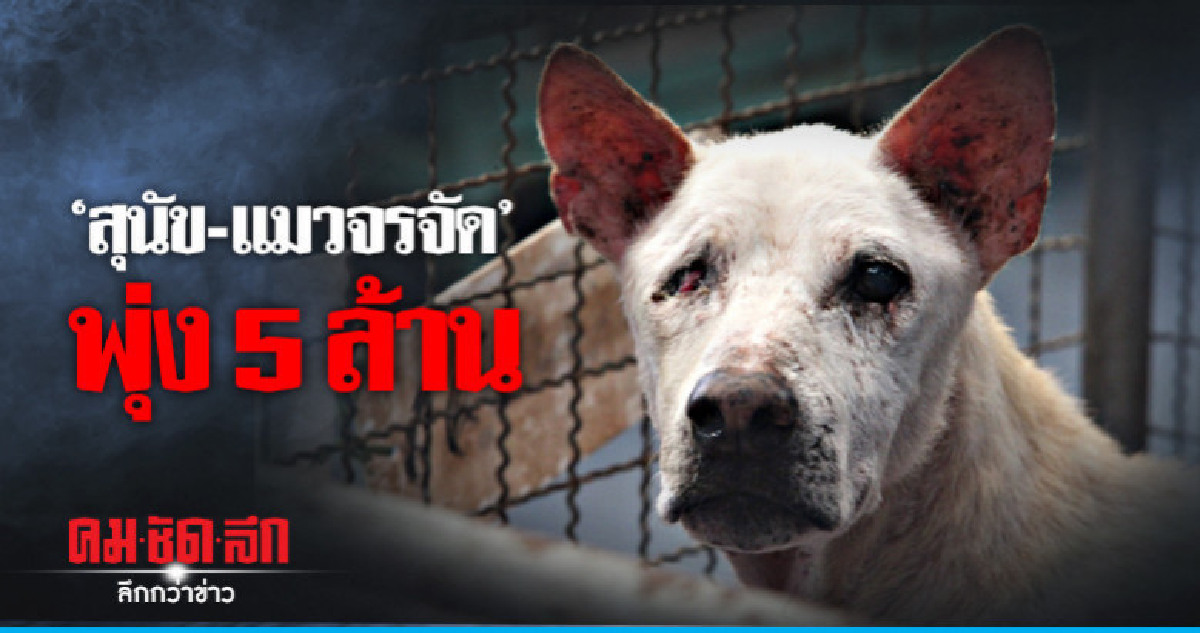 ไทย"สุนัข-แมว"จรจัด พุ่ง 5 ล้านตัวอีก 20 ปี ไทย"สุนัข-แมว"จรจัด พุ่ง 5 ล้านตัวอีก 20 ปี