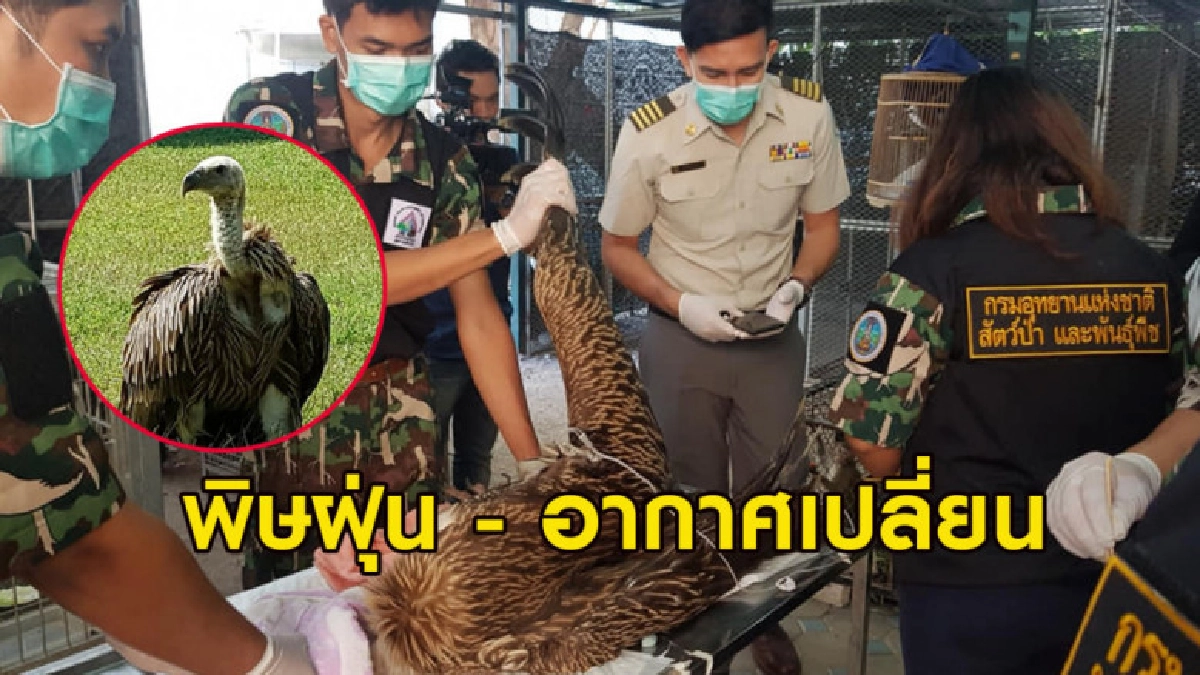 ลุ้นตัวโก่ง 'หมอล็อต' เล่านาทีช่วยแร้งหิมาลัยพลัดตกกลาง กทม.