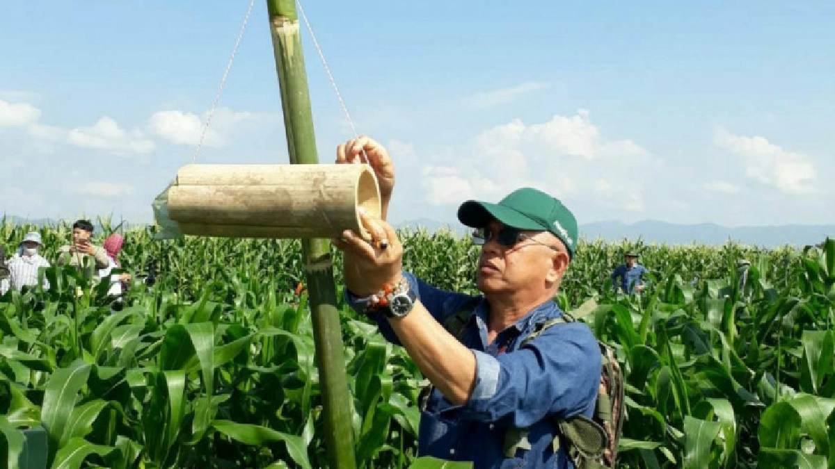 เดินหน้าสร้างการรับรู้แก่เกษตรกร ป้องกันหนอนกระทู้ข้าวโพด