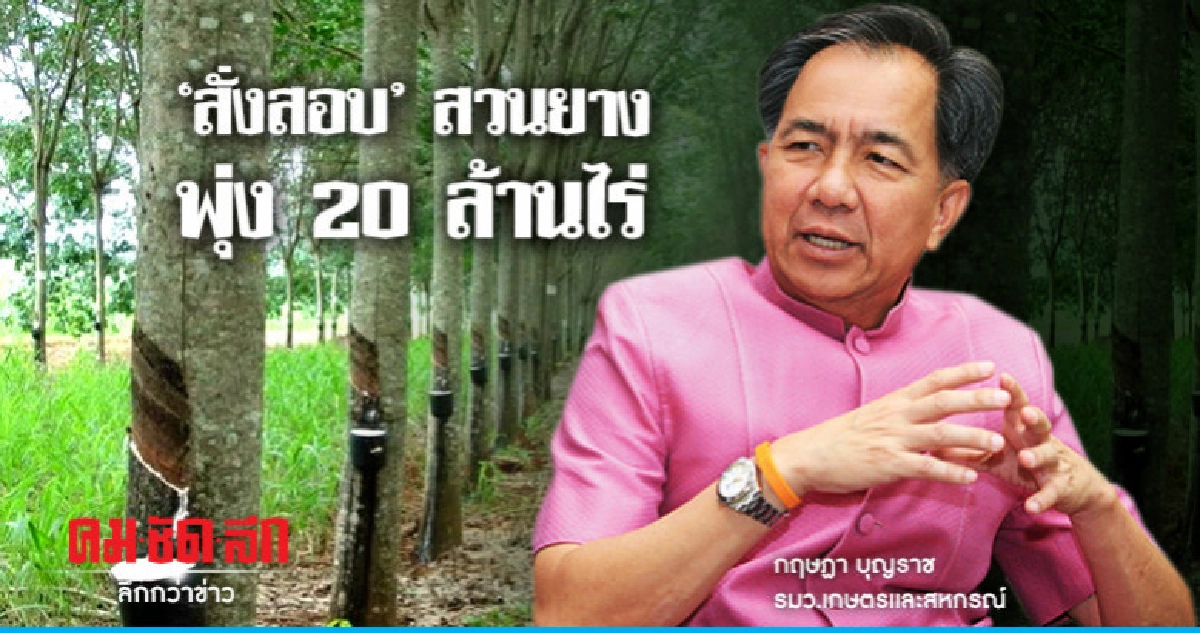 "สั่งสอบ"สวนยางพุ่ง 20 ล้านไร่ "สั่งสอบ"สวนยางพุ่ง 20 ล้านไร่