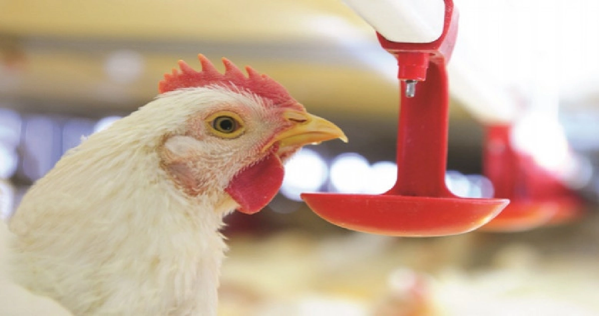 "สัตวแพทย์"แจงคลิปฉีดวัคซีนให้ไก่ไม่ใช่ของไทย 