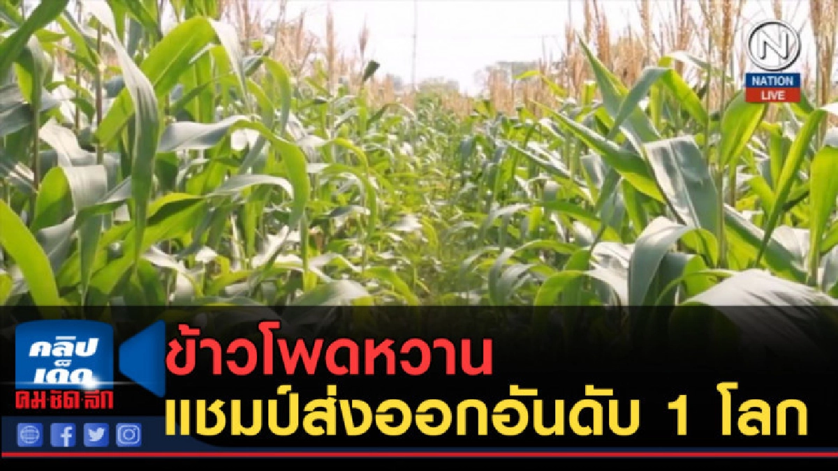 (คลิปข่าว) ข้าวโพดหวาน แชมป์ส่งออกอันดับ 1 โลก 10 ปีซ้อน (คลิปข่าว) ข้าวโพดหวาน แชมป์ส่งออกอันดับ 1 โลก 10 ปีซ้อน