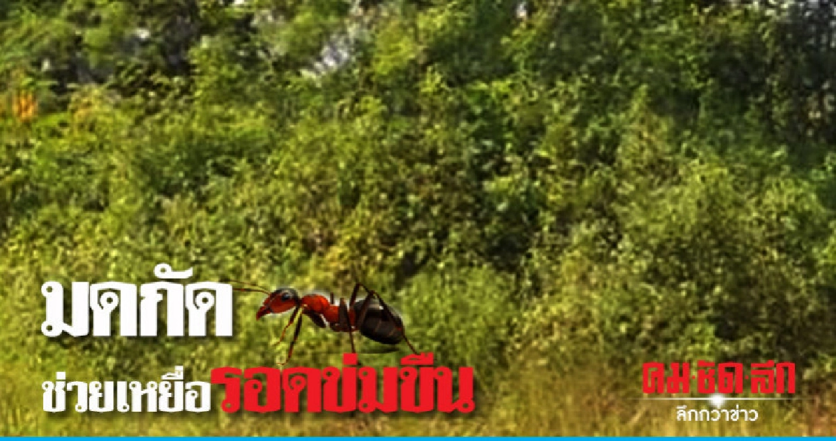 วัยรุ่นอินโดนีเซียรอดข่มขืนหวุดหวิดเพราะได้มดช่วย วัยรุ่นอินโดนีเซียรอดข่มขืนหวุดหวิดเพราะได้มดช่วย