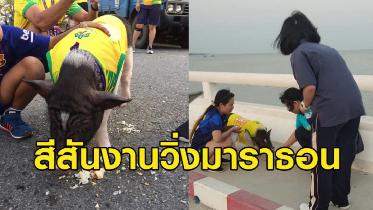 เจ้าหมูเฉาก๊วยร่วมงานวิ่ง จ.ชลบุรี นักวิ่งต้องแวะแชะภาพด้วย เจ้าหมูเฉาก๊วยร่วมงานวิ่ง จ.ชลบุรี นักวิ่งต้องแวะแชะภาพด้วย