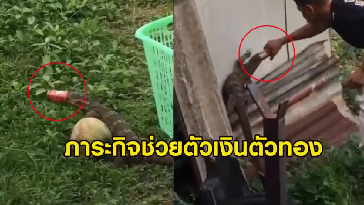 ไปทำอีท่าไหน? ภาระกิจช่วยตัวเงินตัวทองกระป๋องติดเข้าไปในหัว ไปทำอีท่าไหน? ภาระกิจช่วยตัวเงินตัวทองกระป๋องติดเข้าไปในหัว