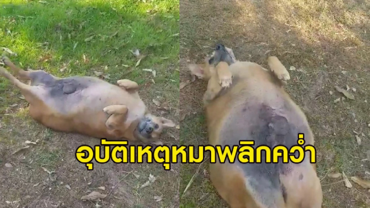 'เมสซี่' เจ้าตูบพันธุ์ไทยอ้วนกลมนอนหงายพลิกตัวกลับไม่ได้ 'เมสซี่' เจ้าตูบพันธุ์ไทยอ้วนกลมนอนหงายพลิกตัวกลับไม่ได้
