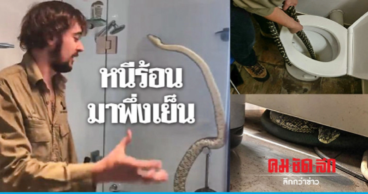 ออสซี่ปรับตัวรับ"งู"หาที่หลบภัยคลื่นร้อนเสี่ยงเจอบ่อย ออสซี่ปรับตัวรับ"งู"หาที่หลบภัยคลื่นร้อนเสี่ยงเจอบ่อย