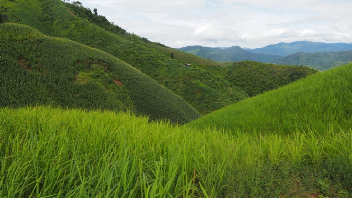  ตะลุยดอยสูง ดูปลูก"ข้าวพันธุ์ดี"ที่บ้านนาเกียน