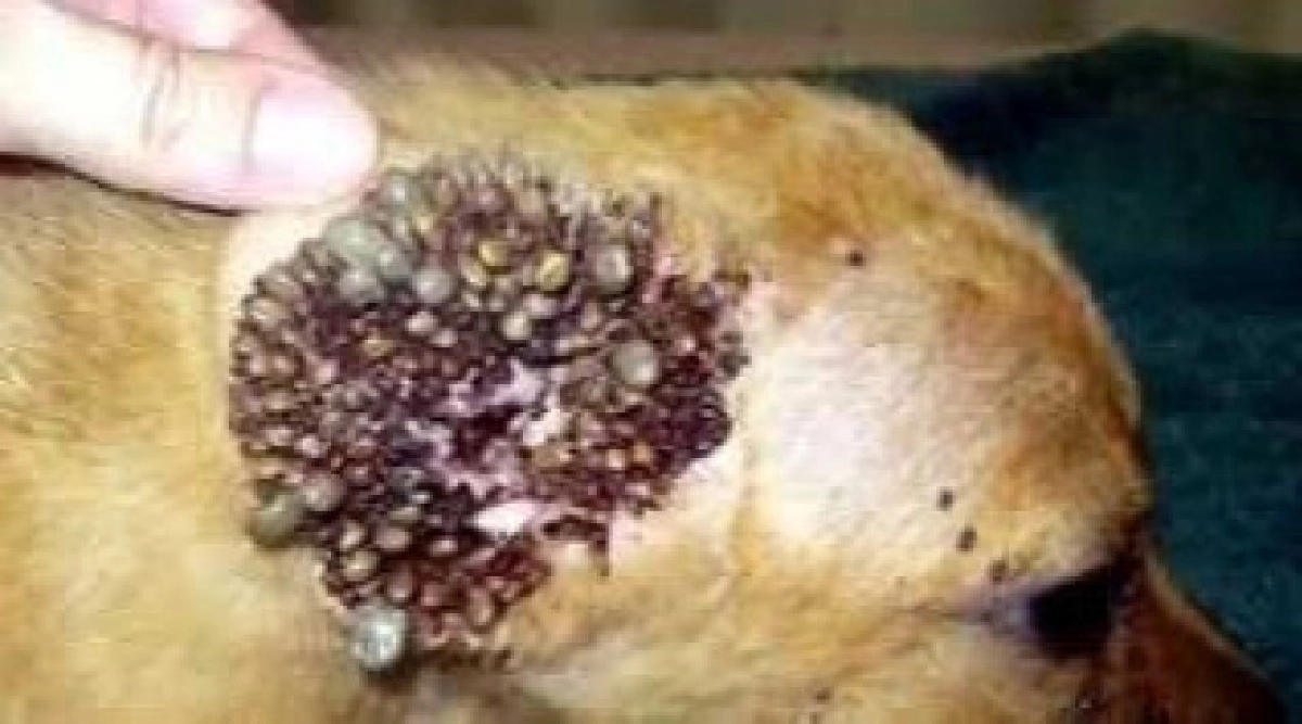 ปัญหาเห็บหมัด ปัญหาเห็บหมัด