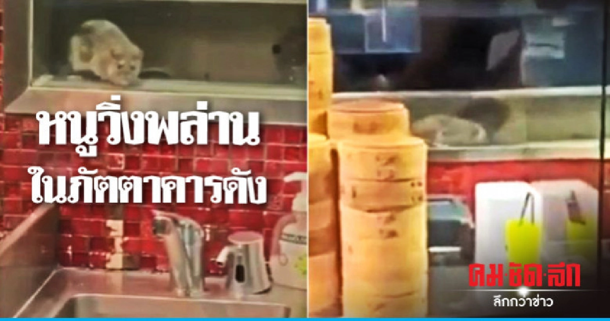ร้านอาหารยอดนิยมในซิดนีย์ปิดตรวจเข้มหลังคลิปหนูวิ่งพล่าน ร้านอาหารยอดนิยมในซิดนีย์ปิดตรวจเข้มหลังคลิปหนูวิ่งพล่าน