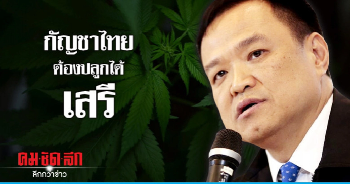 "ภูมิใจไทย" ชูกัญชาไทยพืชเศรษฐกิจปลูกได้เสรี "ภูมิใจไทย" ชูกัญชาไทยพืชเศรษฐกิจปลูกได้เสรี