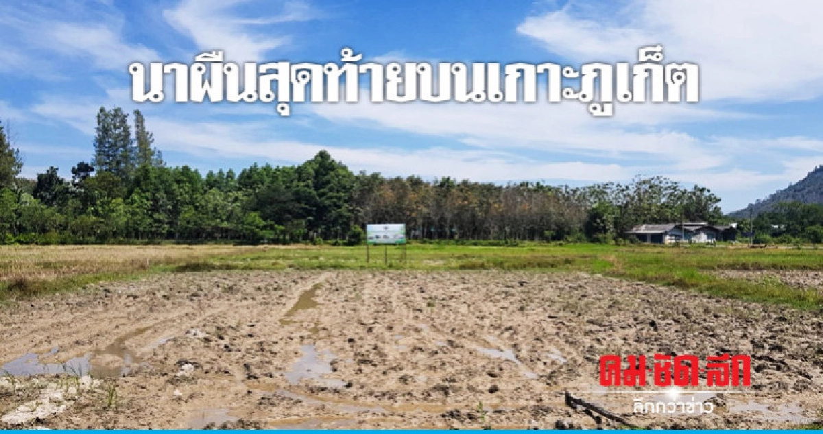 "นา"....ผืนสุดท้ายบนเกาะภูเก็ต