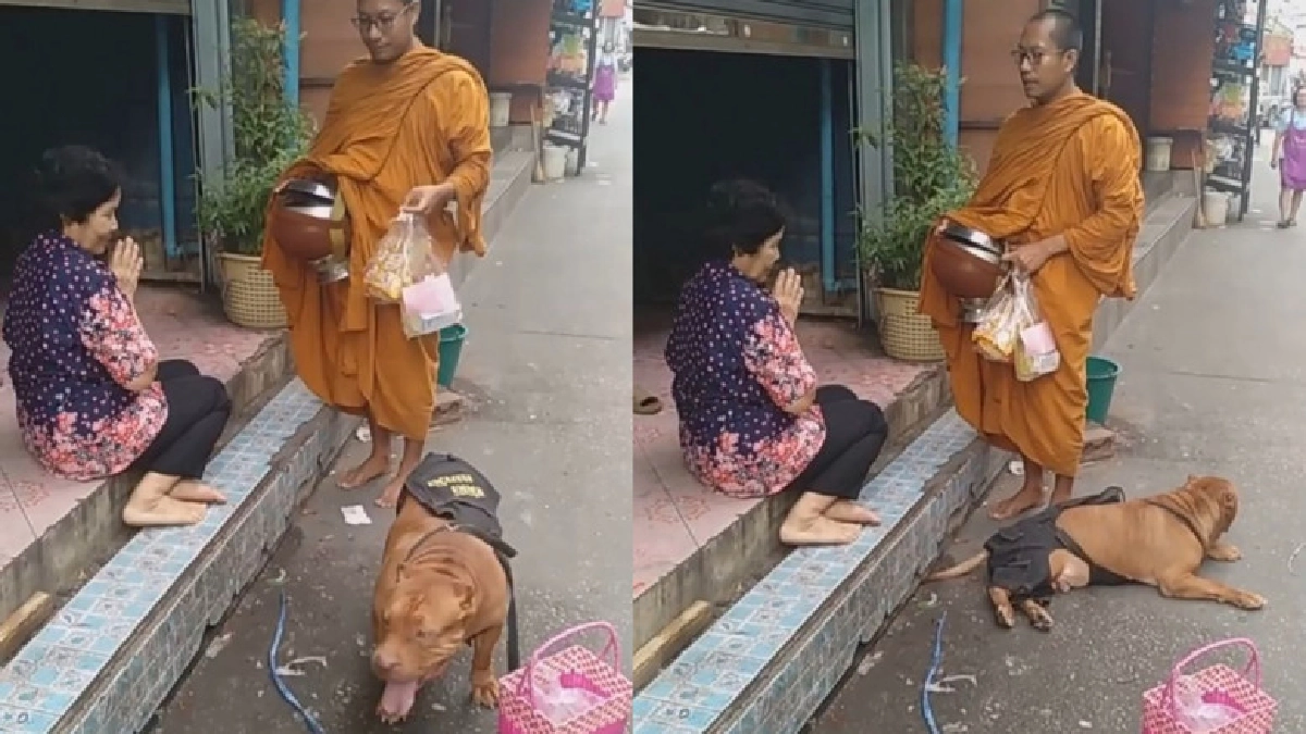 เอ็นดู เจ้าพิทบลูอ้วน คาบตะกร้าออกบิณฑบาตรตามพระสงฆ์ (คลิป)