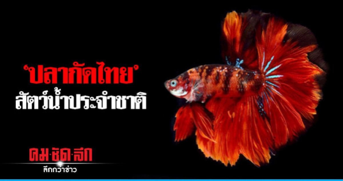 อนุมัติ "ปลากัดไทย" เป็นสัตว์น้ำประจำชาติ