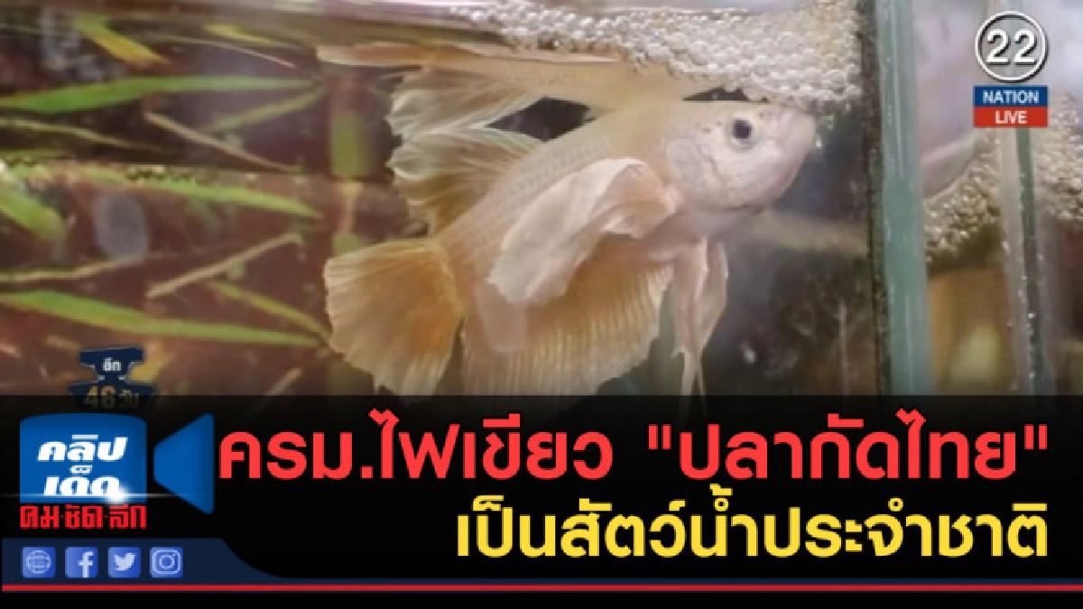 (คลิปข่าว) ครม.ไฟเขียว "ปลากัดไทย" เป็นสัตว์น้ำประจำชาติ (คลิปข่าว) ครม.ไฟเขียว "ปลากัดไทย" เป็นสัตว์น้ำประจำชาติ
