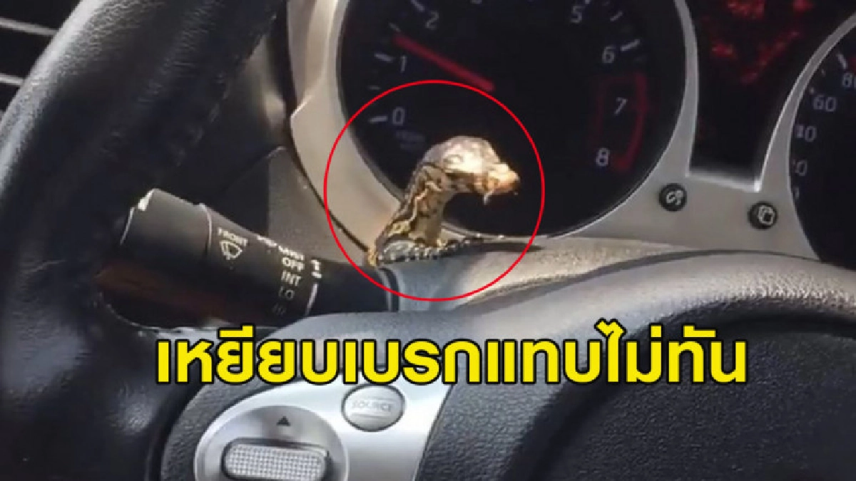 หนุ่มขับรถอยู่จู่ๆ เจอตัวเงินตัวทองโผล่มาทักทายหน้าพวงมาลัย หนุ่มขับรถอยู่จู่ๆ เจอตัวเงินตัวทองโผล่มาทักทายหน้าพวงมาลัย