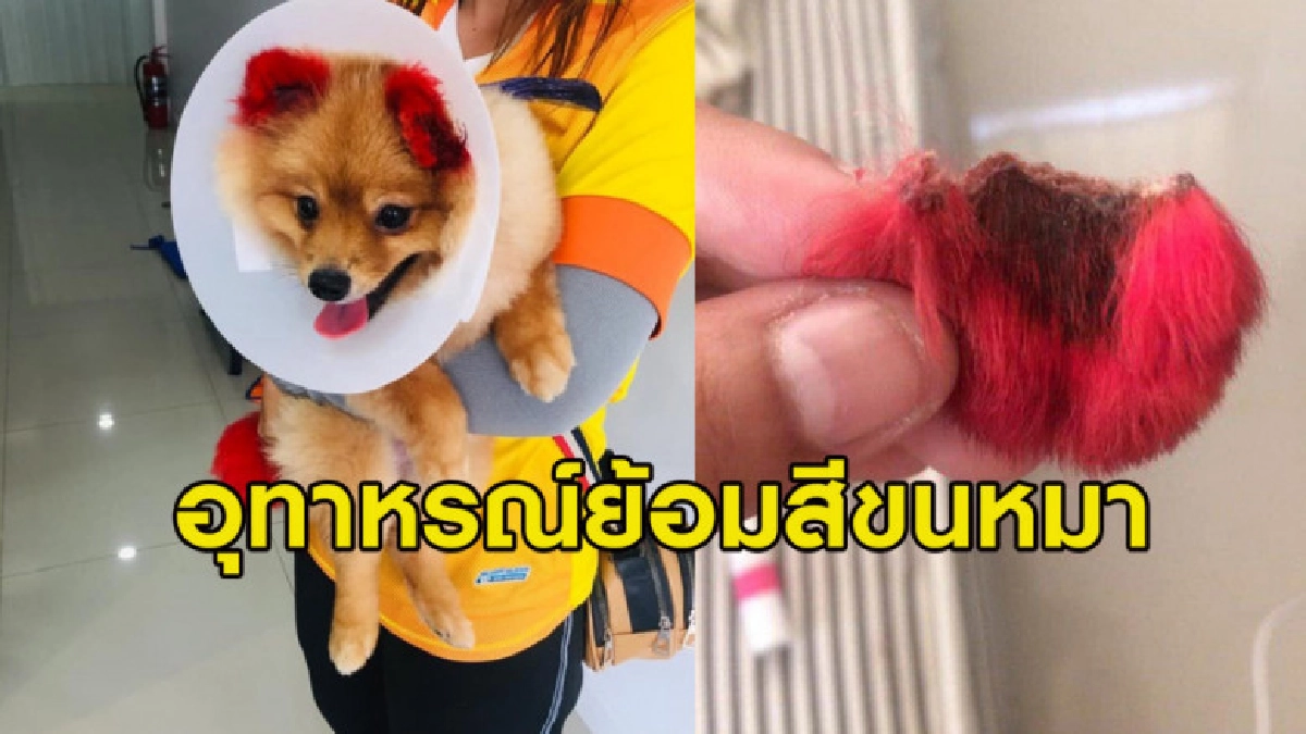 ชาวเน็ตวิจารณ์สาวเอาหมาไปย้อมสีขน สุดท้ายแพ้หนักมากจนหูขาด ชาวเน็ตวิจารณ์สาวเอาหมาไปย้อมสีขน สุดท้ายแพ้หนักมากจนหูขาด
