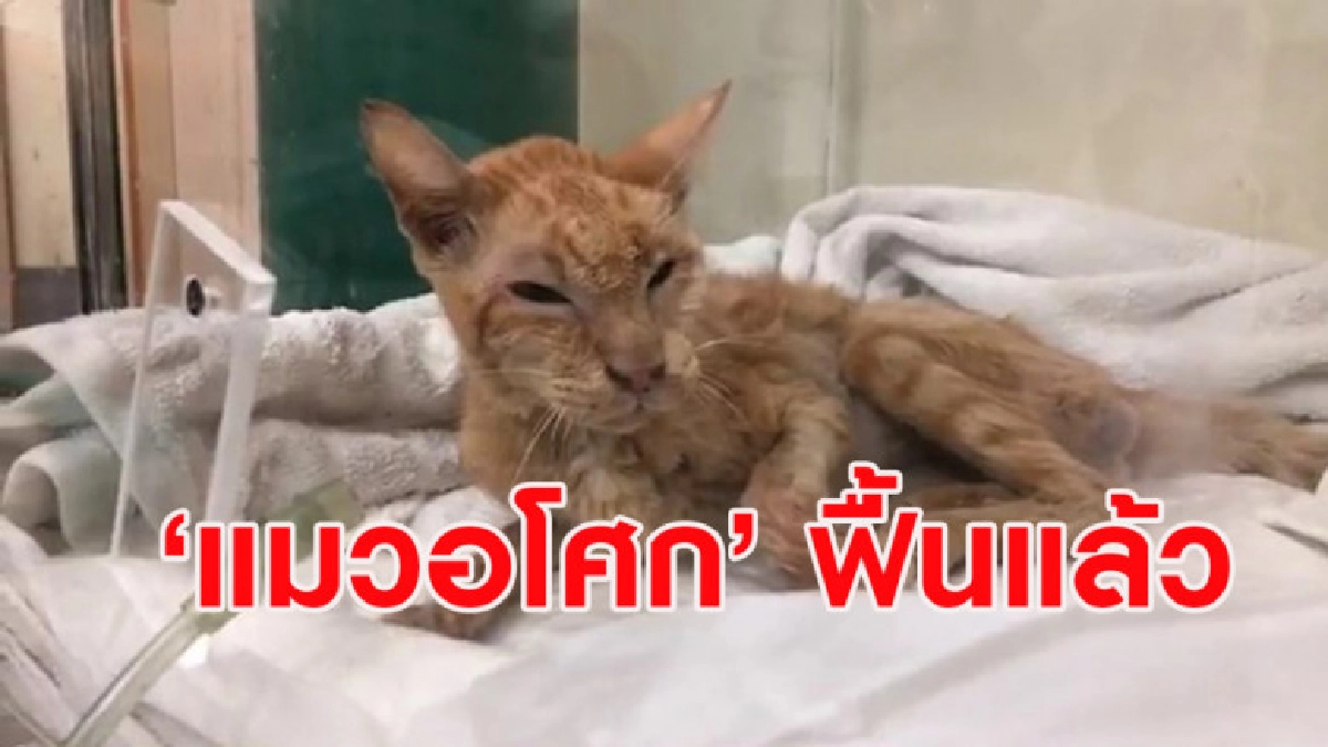 9 ชีวิต? แมวอโศกฟื้นราวปาฏิหาริย์ระหว่างพระสวด 9 ชีวิต? แมวอโศกฟื้นราวปาฏิหาริย์ระหว่างพระสวด