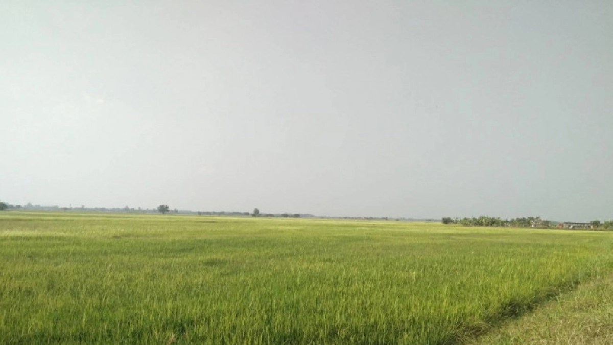 กรมชลวอนเกษตรกรงดปลูกข้าวต่อเนื่องหลังเก็บเกี่ยวข้าวนาปรัง