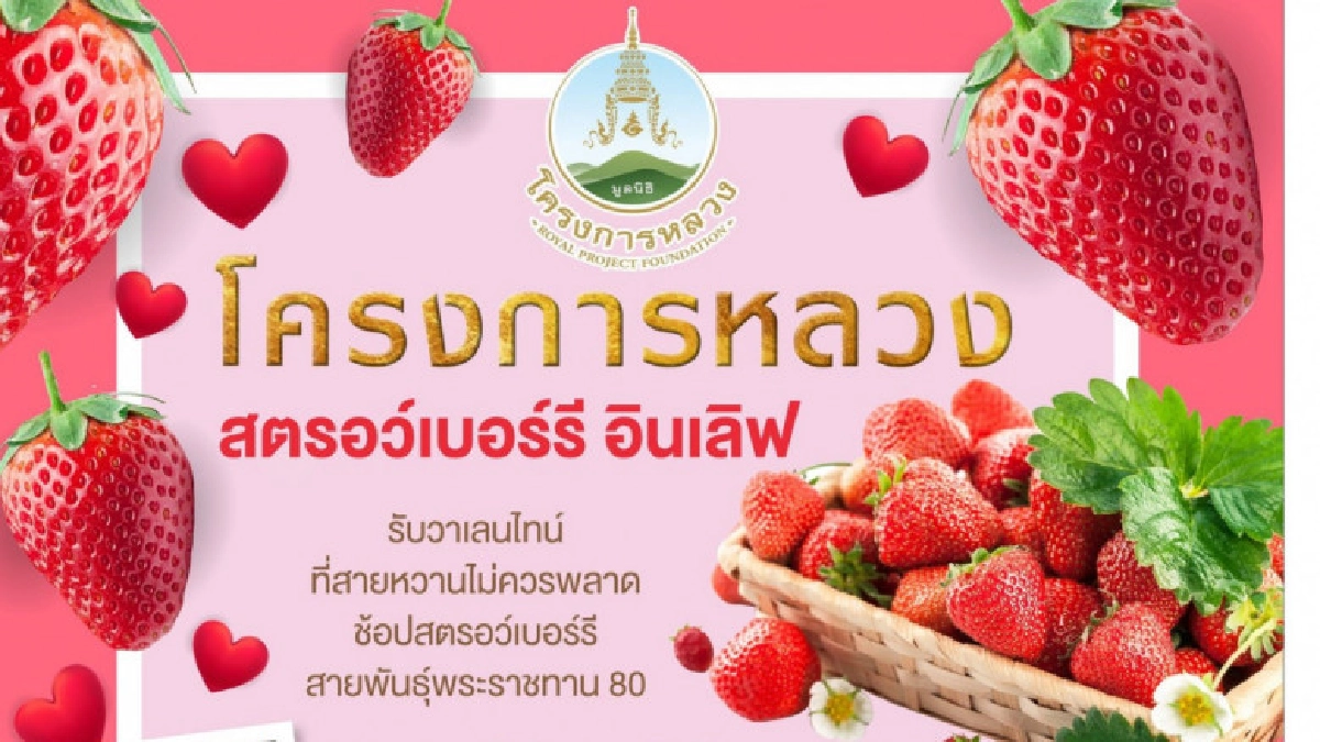 "โรบินสัน"จัด "โครงการหลวงสตรอว์เบอร์รี่ อินเลิฟ" "โรบินสัน"จัด "โครงการหลวงสตรอว์เบอร์รี่ อินเลิฟ"