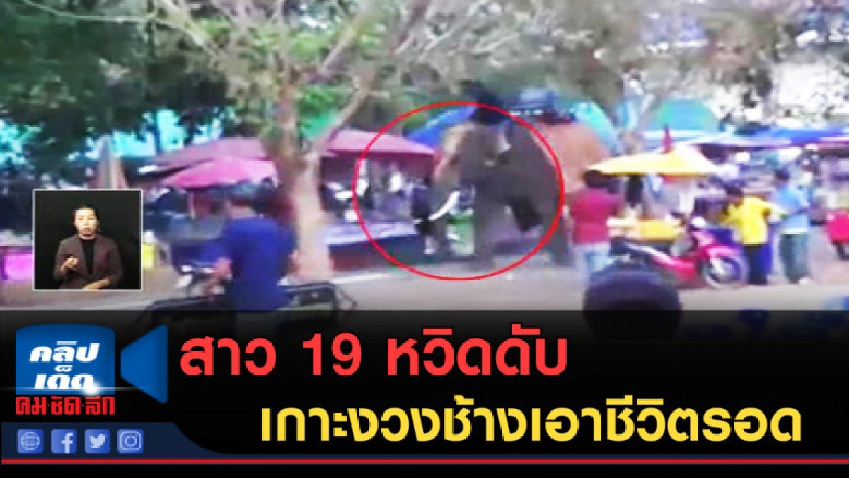 (คลิปข่าว) สาว 19 หวิดดับ เกาะงวงช้างเอาชีวิตรอด