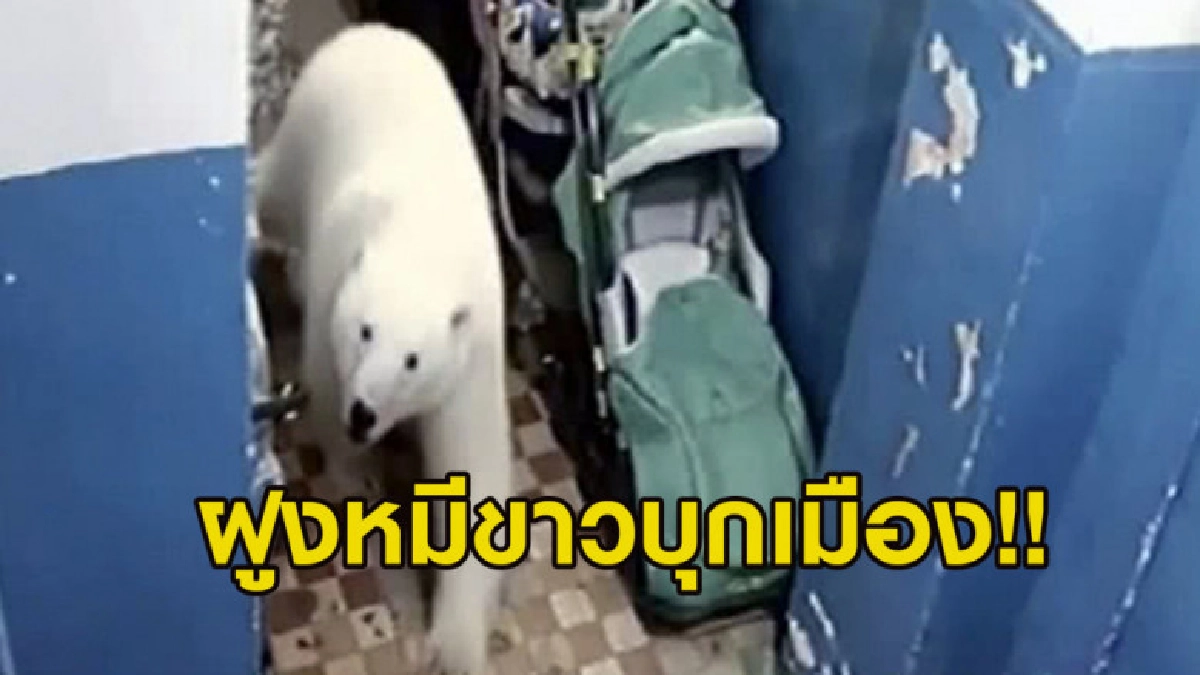 ฝูงหมีขาวบุกเมือง! ทางการรัสเซียประกาศภาวะฉุกเฉิน (คลิป) ฝูงหมีขาวบุกเมือง! ทางการรัสเซียประกาศภาวะฉุกเฉิน (คลิป)