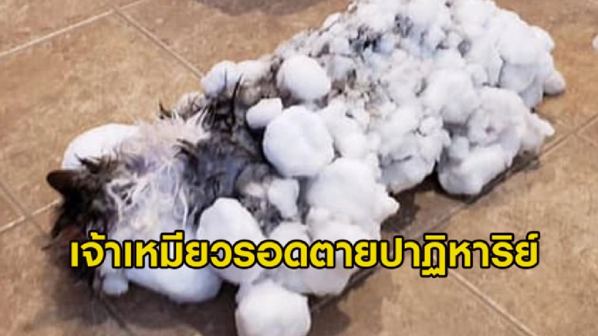 เจ้าเหมียวรอดชีวิตปาฏิหาริย์ จากการถูกหิมะเกาะทั้งตัว เจ้าเหมียวรอดชีวิตปาฏิหาริย์ จากการถูกหิมะเกาะทั้งตัว