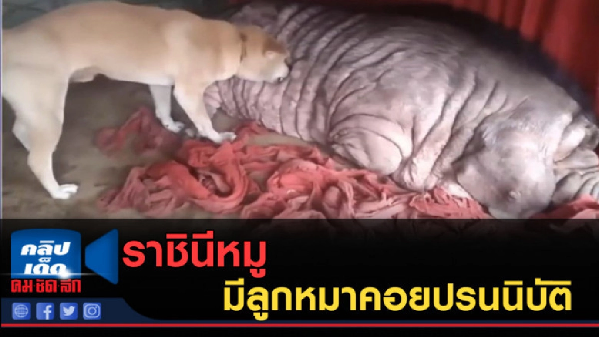 (คลิปข่าว) ราชินีหมู มีลูกหมาคอยปรนนิบัติ (คลิปข่าว) ราชินีหมู มีลูกหมาคอยปรนนิบัติ