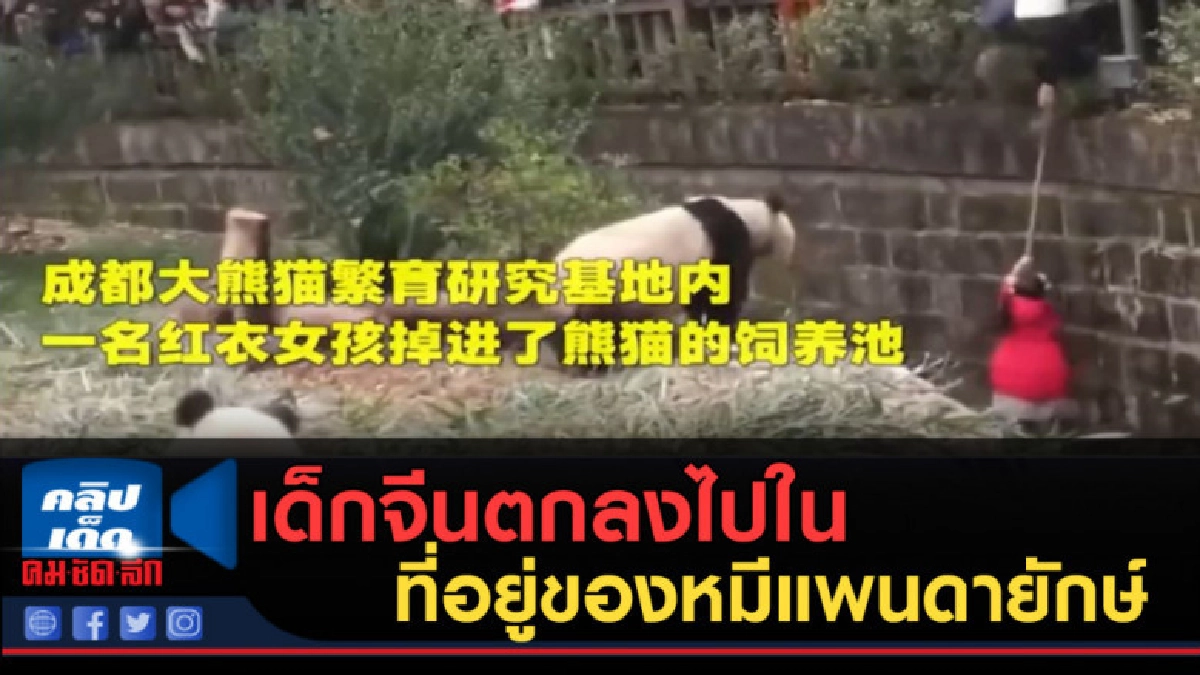 (คลิปข่าว) เด็กจีนตกลงไปในที่อยู่ของหมีแพนดายักษ์ (คลิปข่าว) เด็กจีนตกลงไปในที่อยู่ของหมีแพนดายักษ์