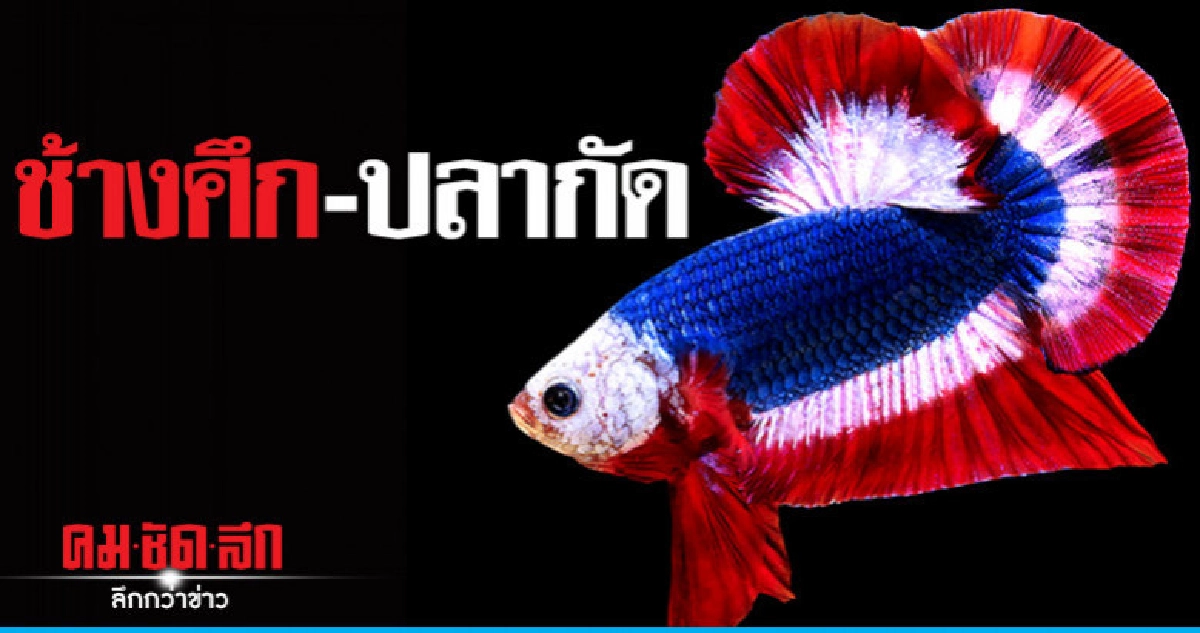 ช้างศึก-ปลากัด