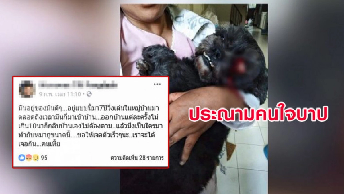หมาพุดเดิ้ลวิ่งเล่นถูกคนใจบาปทำร้ายจนตาหลุดออกมา หมาพุดเดิ้ลวิ่งเล่นถูกคนใจบาปทำร้ายจนตาหลุดออกมา