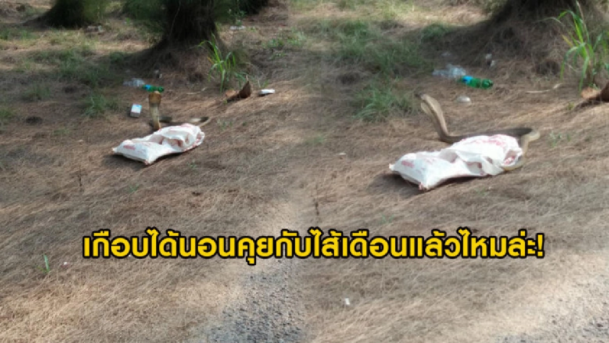 ด้วยความใจดี หนุ่มตั้งใจแกะกระสอบแต่เจองูเห่าตัวใหญ่ชูคอ