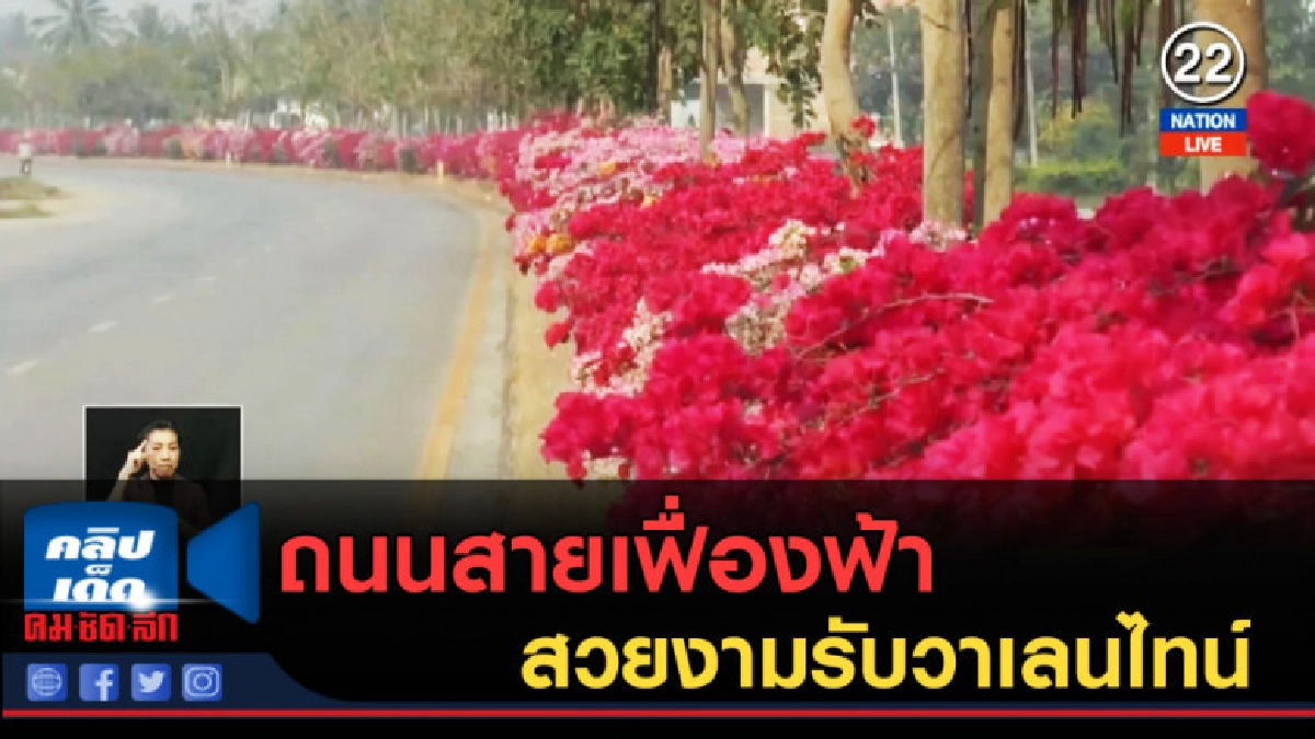 (คลิปข่าว) ถนนสายเฟื่องฟ้าสวยงามรับวาเลนไทน์
