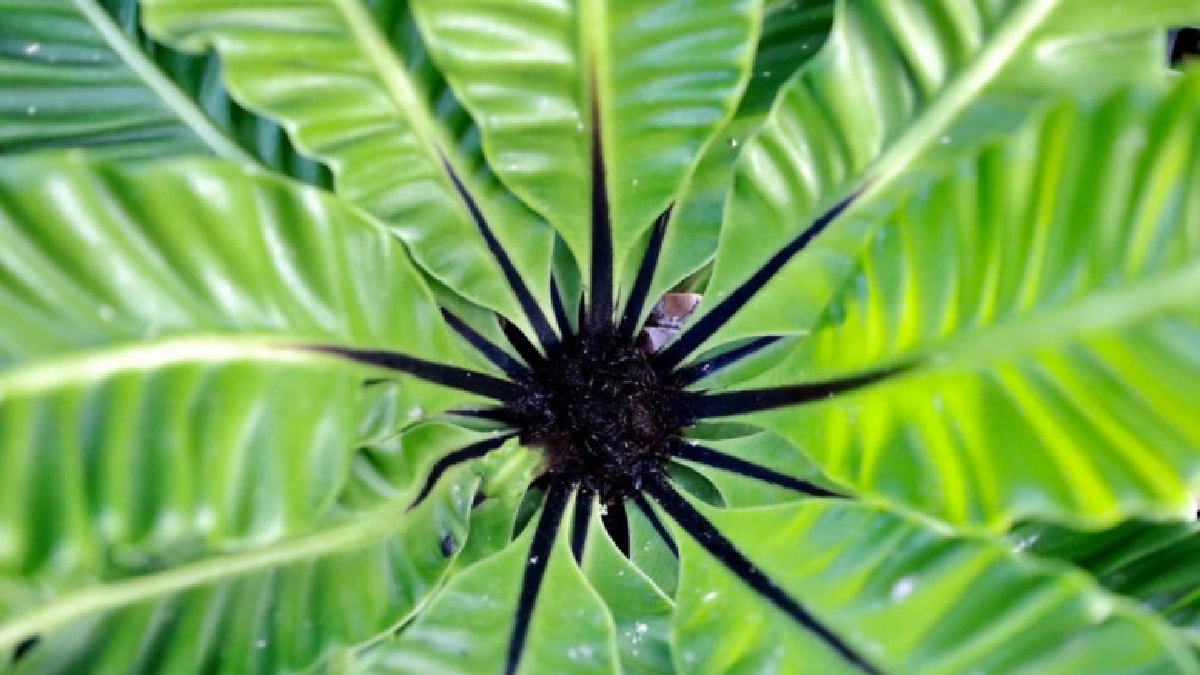 "เฟิร์นประดับ"พืชไร้ดอกราคาดี