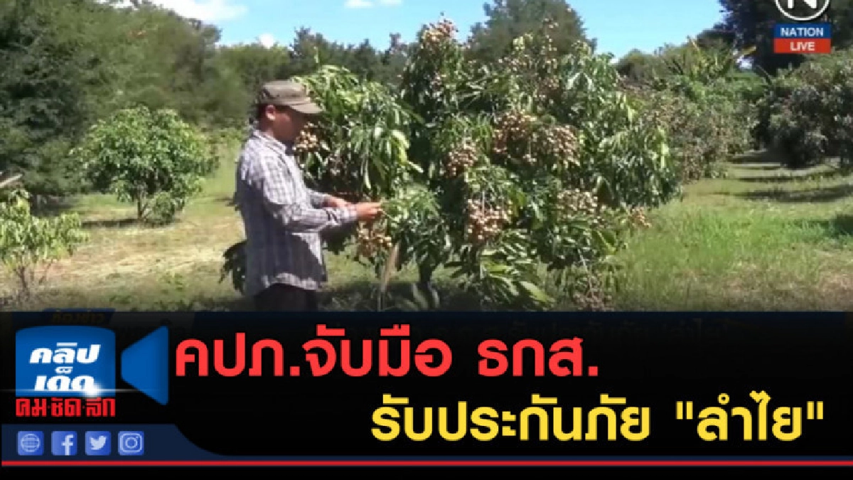 (คลิปข่าว) คปภ.จับมือ ธกส.รับประกันภัย "ลำไย" (คลิปข่าว) คปภ.จับมือ ธกส.รับประกันภัย "ลำไย"