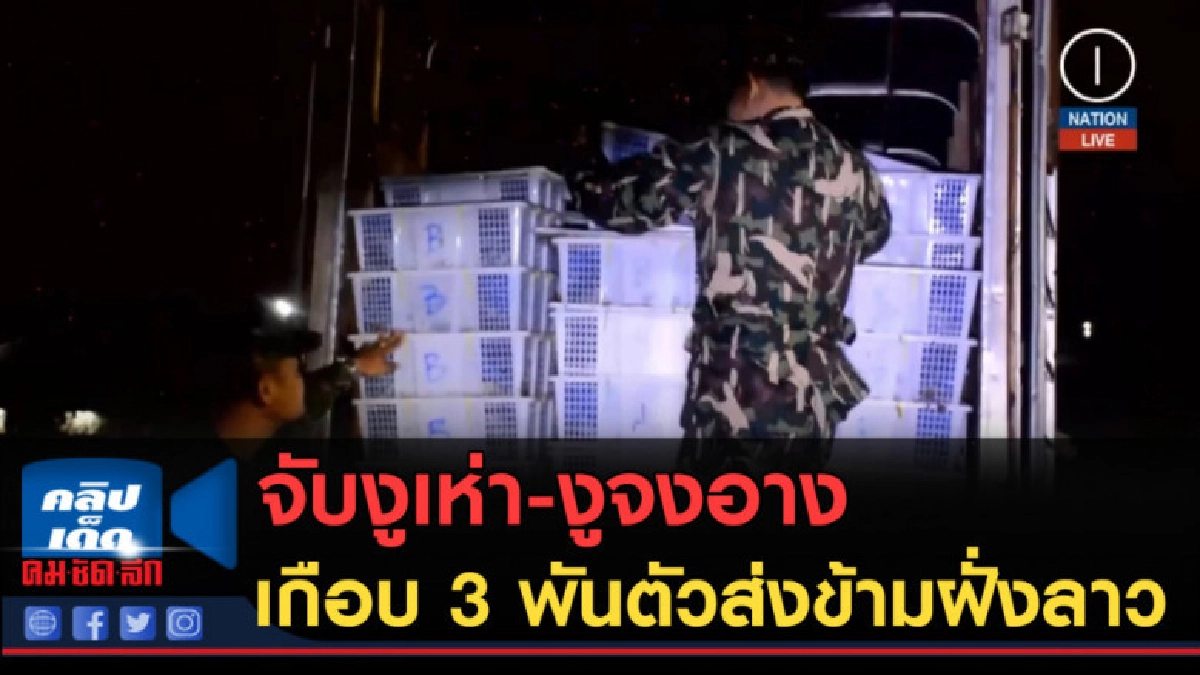 (คลิปข่าว) จับงูเห่า-งูจงอางเกือบ 3 พันตัวส่งข้ามฝั่งลาว (คลิปข่าว) จับงูเห่า-งูจงอางเกือบ 3 พันตัวส่งข้ามฝั่งลาว