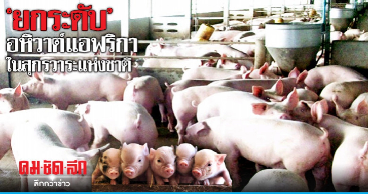 "ยกระดับ"อหิวาต์แอฟริกาในสุกรวาระแห่งชาติ "ยกระดับ"อหิวาต์แอฟริกาในสุกรวาระแห่งชาติ