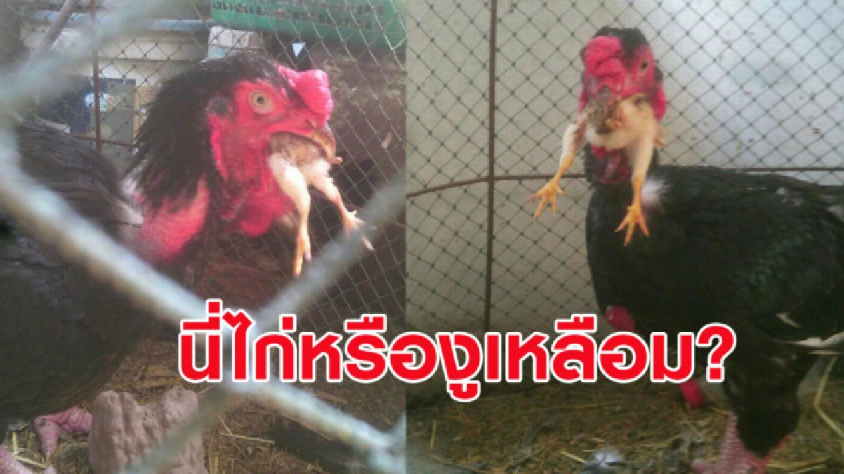 ไก่ที่เลี้ยงเขมือบลูกไก่ทั้งตัว สงสัยมานานลูกไก่หายไปไหน