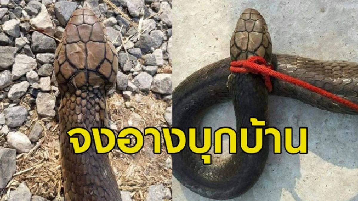 ชาวบ้านผวาฝูงงูจงอางบุกบ้าน ฝีมือคนทำบุญปล่อยงูคืนสู่ป่า ชาวบ้านผวาฝูงงูจงอางบุกบ้าน ฝีมือคนทำบุญปล่อยงูคืนสู่ป่า
