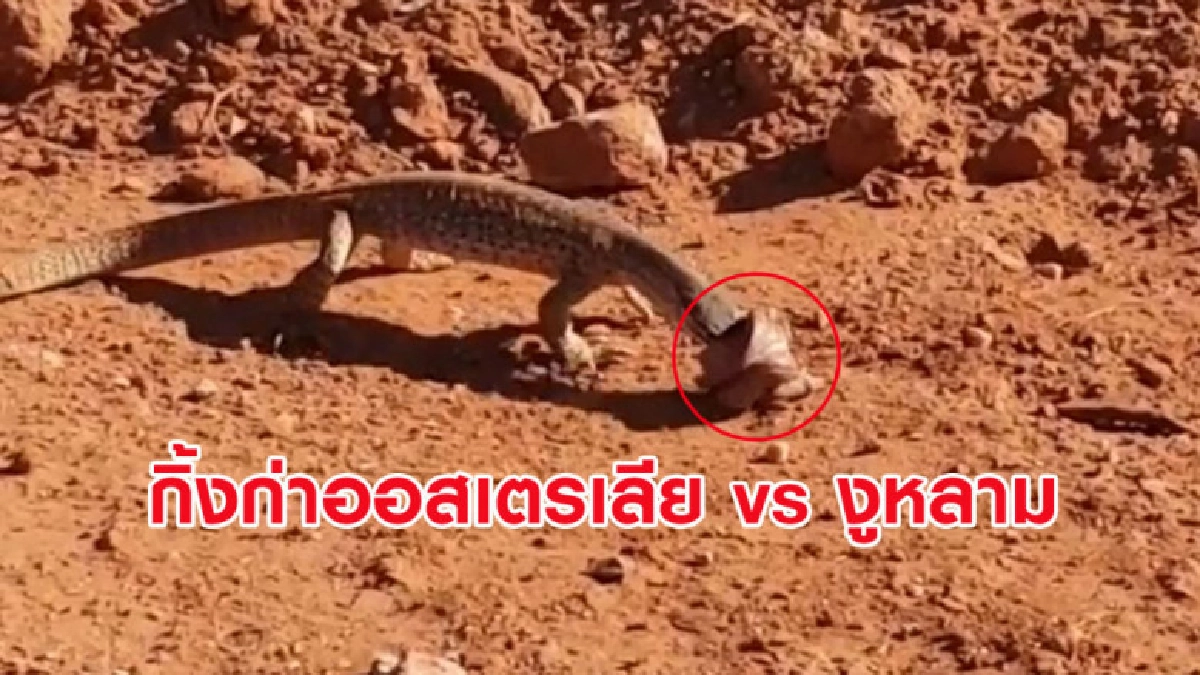 คลิปการต่อสู้สุดระทึกกิ้งก่าออสเตรเลีย vs งูหลาม คลิปการต่อสู้สุดระทึกกิ้งก่าออสเตรเลีย vs งูหลาม