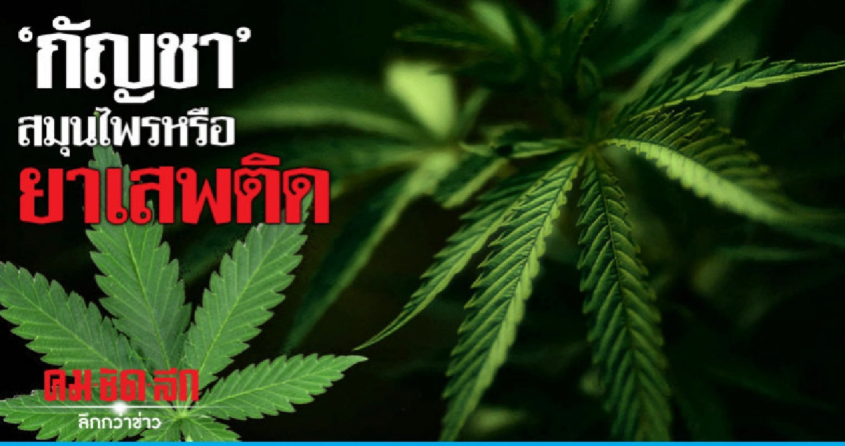 "กัญชา" สมุนไพรหรือยาเสพติด