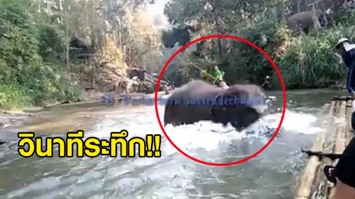 วินาทีระทึก! ช้างเชียงใหคลั่งปรี่คว่ำแพนักท่องเที่ยว วินาทีระทึก! ช้างเชียงใหคลั่งปรี่คว่ำแพนักท่องเที่ยว