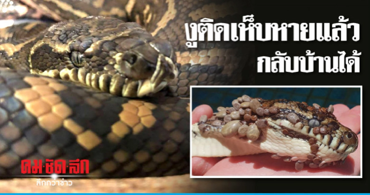 "ไนกี"งูหลามติดเห็บกว่า 500 ตัวหายดีแล้วส่งกลับเข้าป่า "ไนกี"งูหลามติดเห็บกว่า 500 ตัวหายดีแล้วส่งกลับเข้าป่า