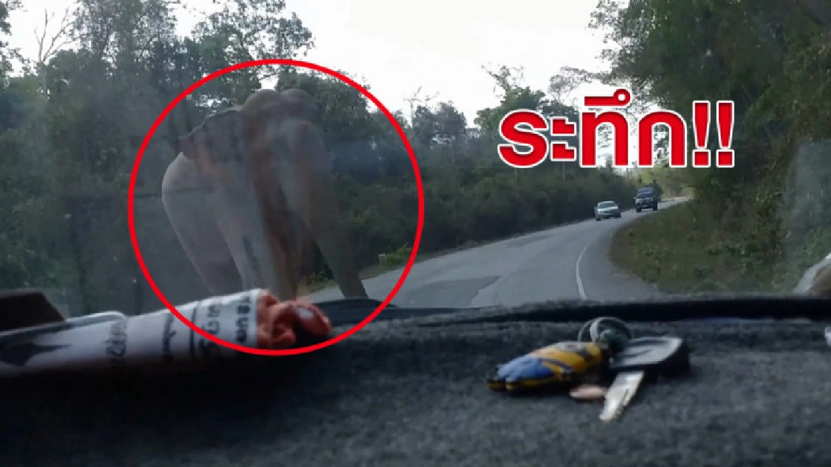 2 สามีภรรยาเล่านาทีระทึก ช้างป่าเดินขวางถนนโบกรถให้หยุด 2 สามีภรรยาเล่านาทีระทึก ช้างป่าเดินขวางถนนโบกรถให้หยุด