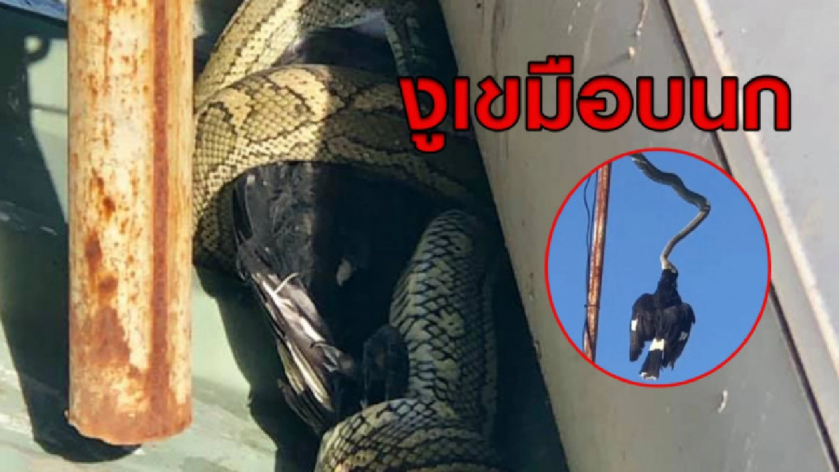 คลิปนาทีงูหลามห้อยเสาอากาศโทรทัศน์เขมือบนก