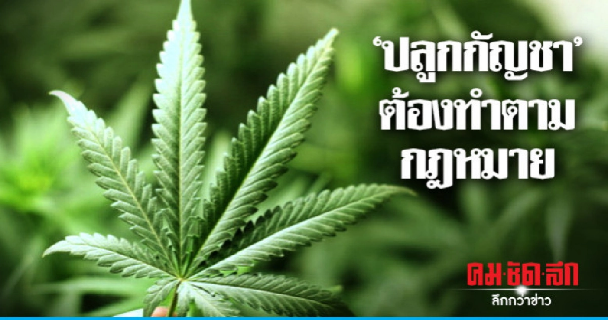 "เตือน"เกษตรกรปลูกกัญชาทำตามกฎหมาย 